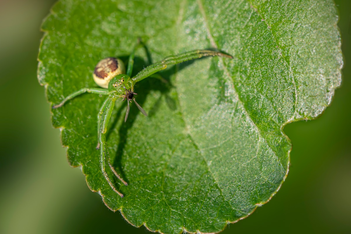 A Tiny Smiling Spider Was Just Found Hiding in the Snowy Himalayas!