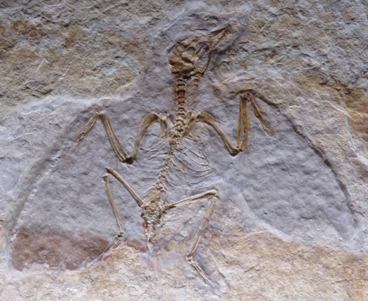 A Tiny Fossil Goose Just Changed the History of Giant Birds!