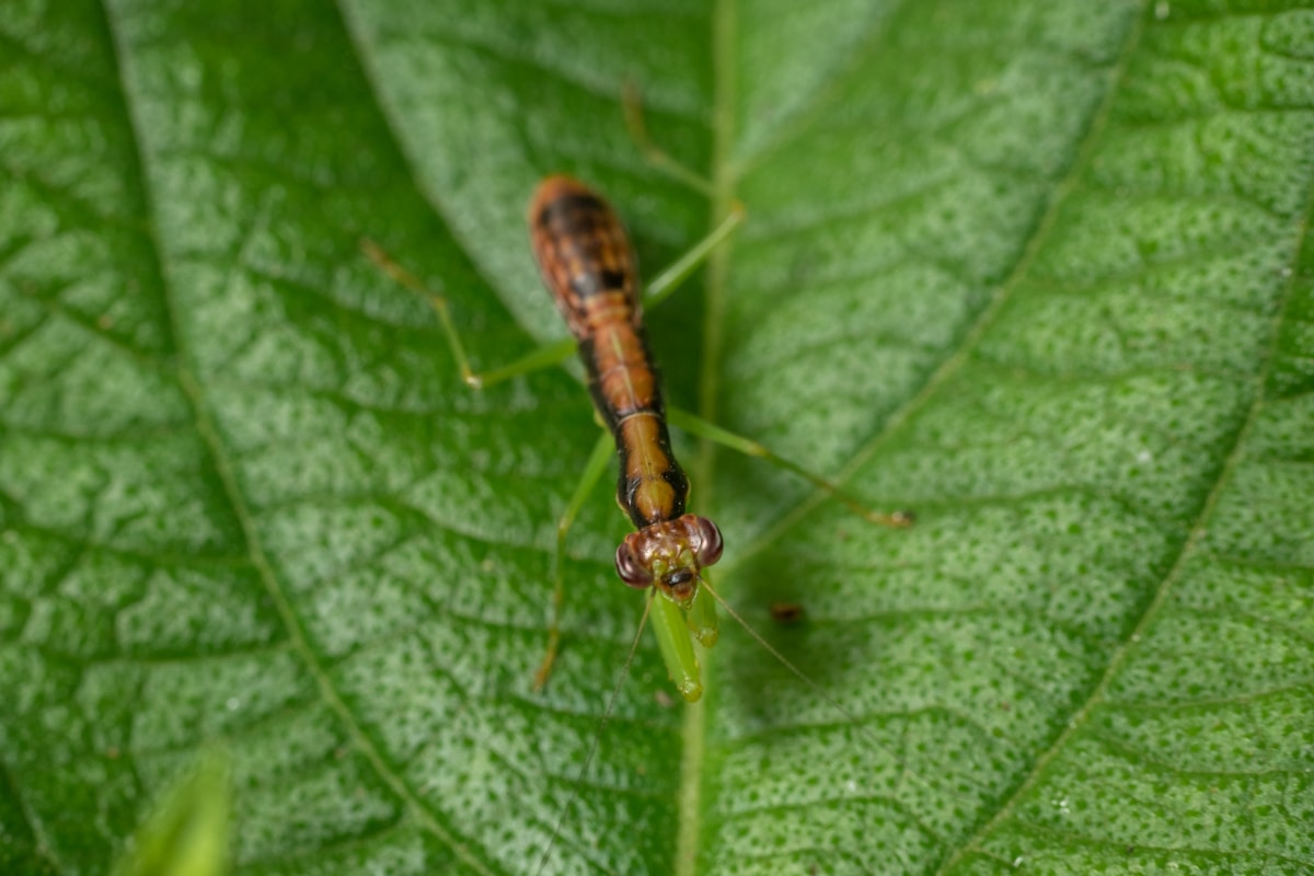 Giant Asian Praying Mantises Are Taking Over Europe!