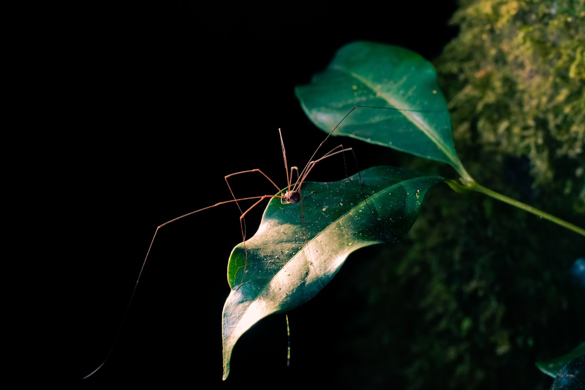 Meet the Eight-Legged Dads Who Prove Fatherhood Is Millions of Years Old!