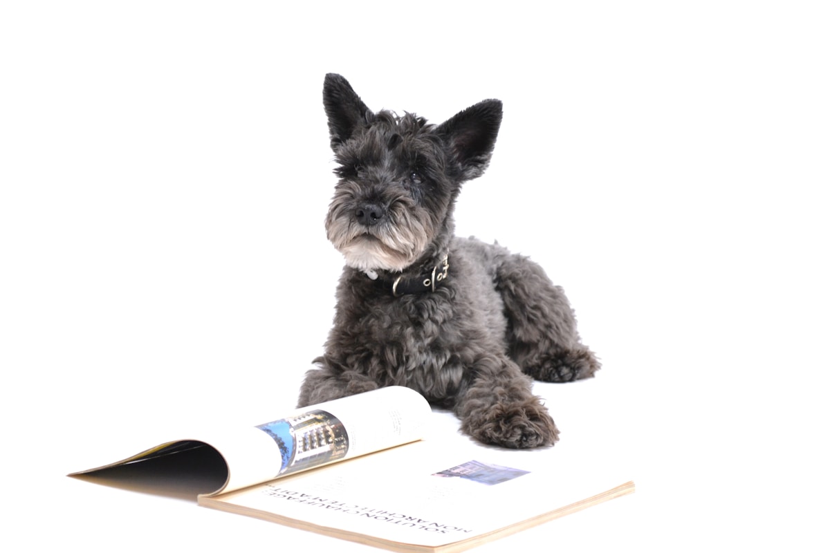 A Paws-ome Helper! This Cute Dog Just Signed Her Owners' Wedding Papers