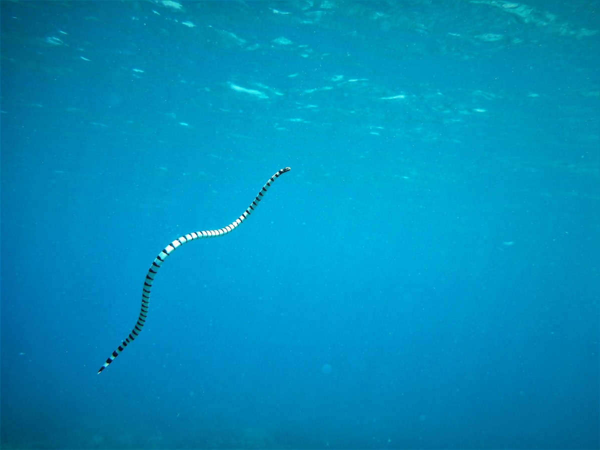 This Ancient Sea Worm Has Super-Strong Metal Jaws!