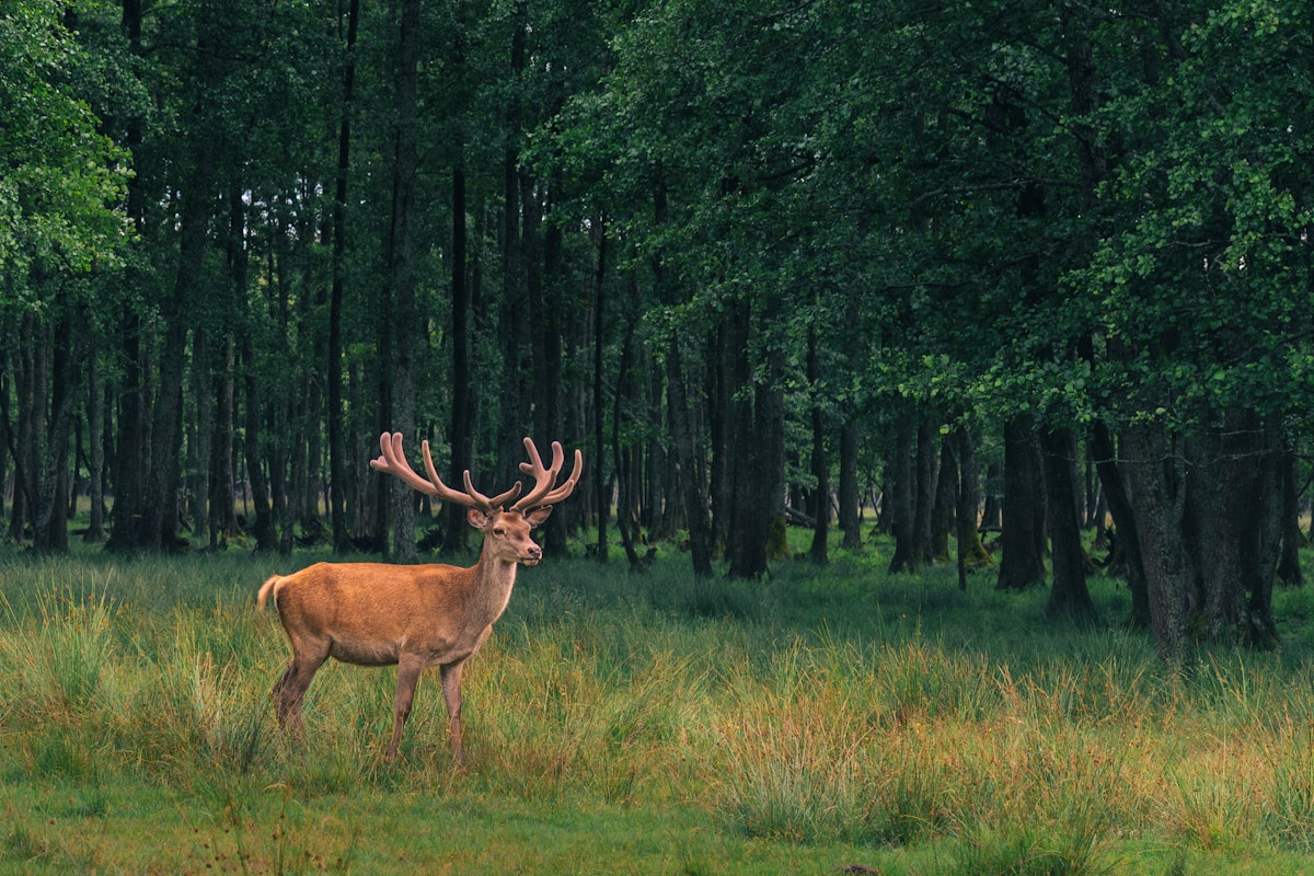 Wild Animals Know Exactly Which Humans Are the Most Dangerous!