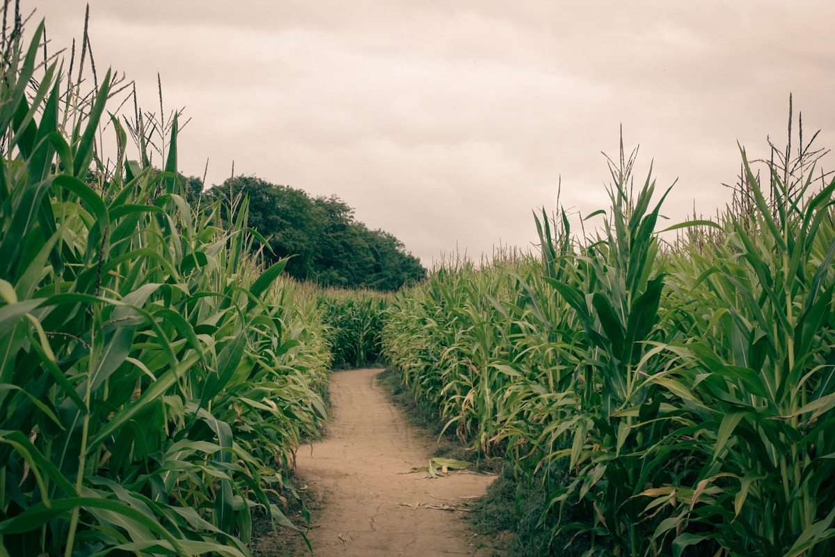 A Gigantic Corn Maze Celebrates Sir David Attenborough's 100th Birthday!