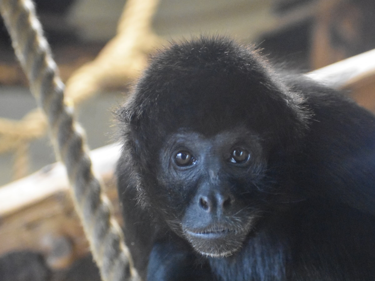 A Brand-New Monkey with Bright Orange Lips Has Just Been Discovered!
