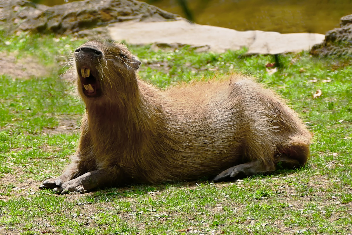 Two Tiny Baby Capybaras Have Just Splashed Into the World!
