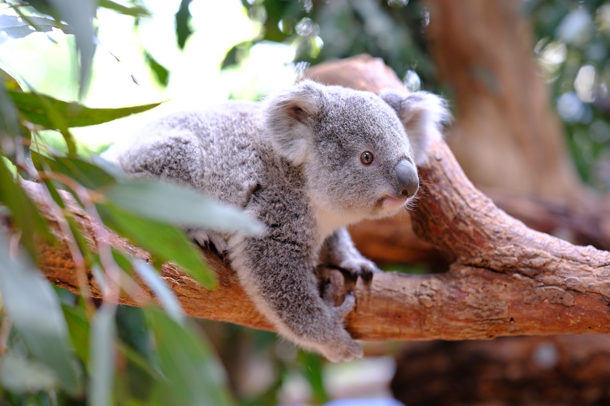 A Secret Family of Aussie Marsupials Just Rewrote History!
