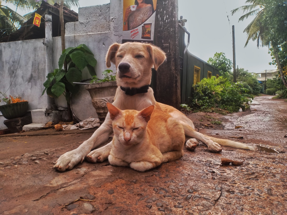 Your Pet Cat or Dog Could Soon Talk Back to You!
