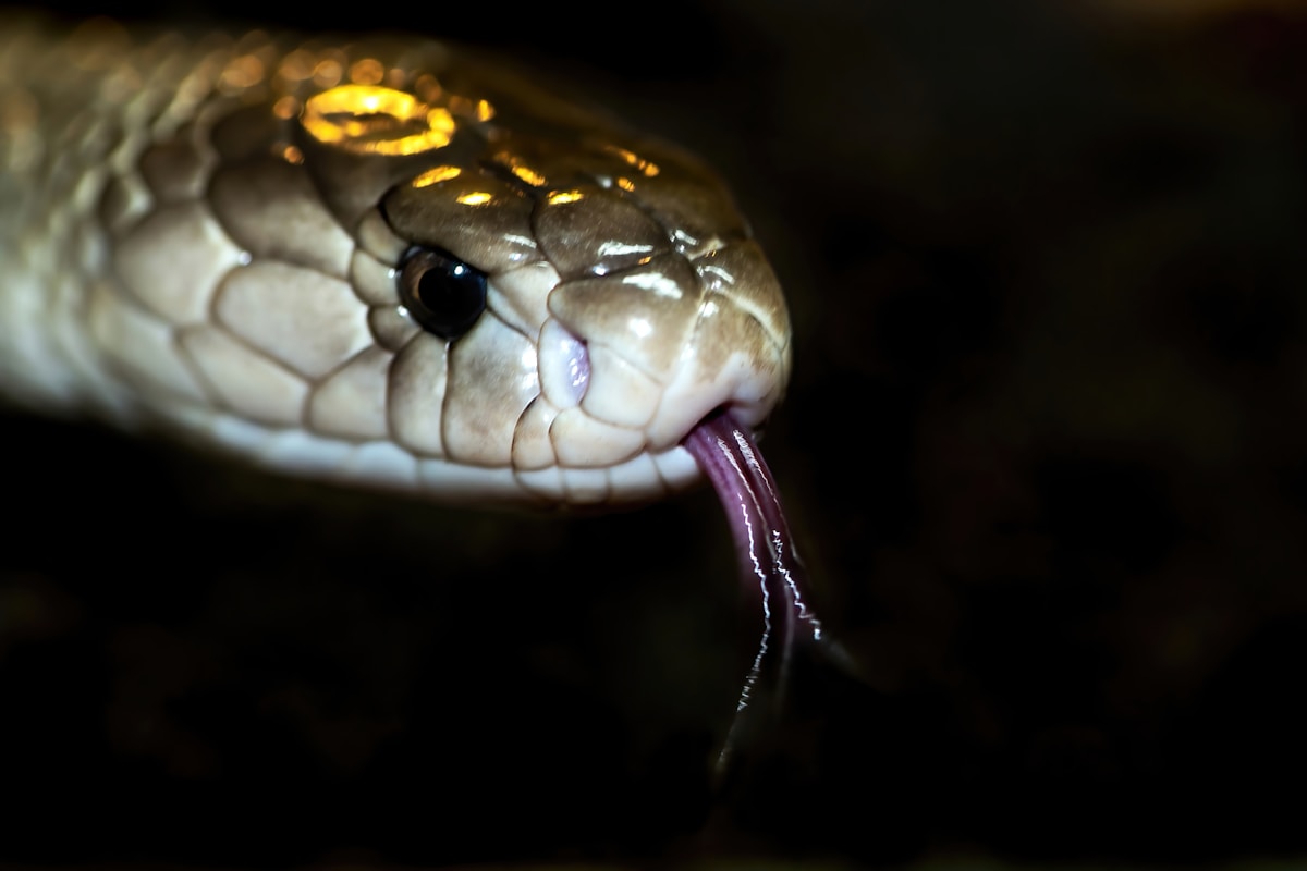 Sneaky King Cobras Are Catching Train Rides Across India!