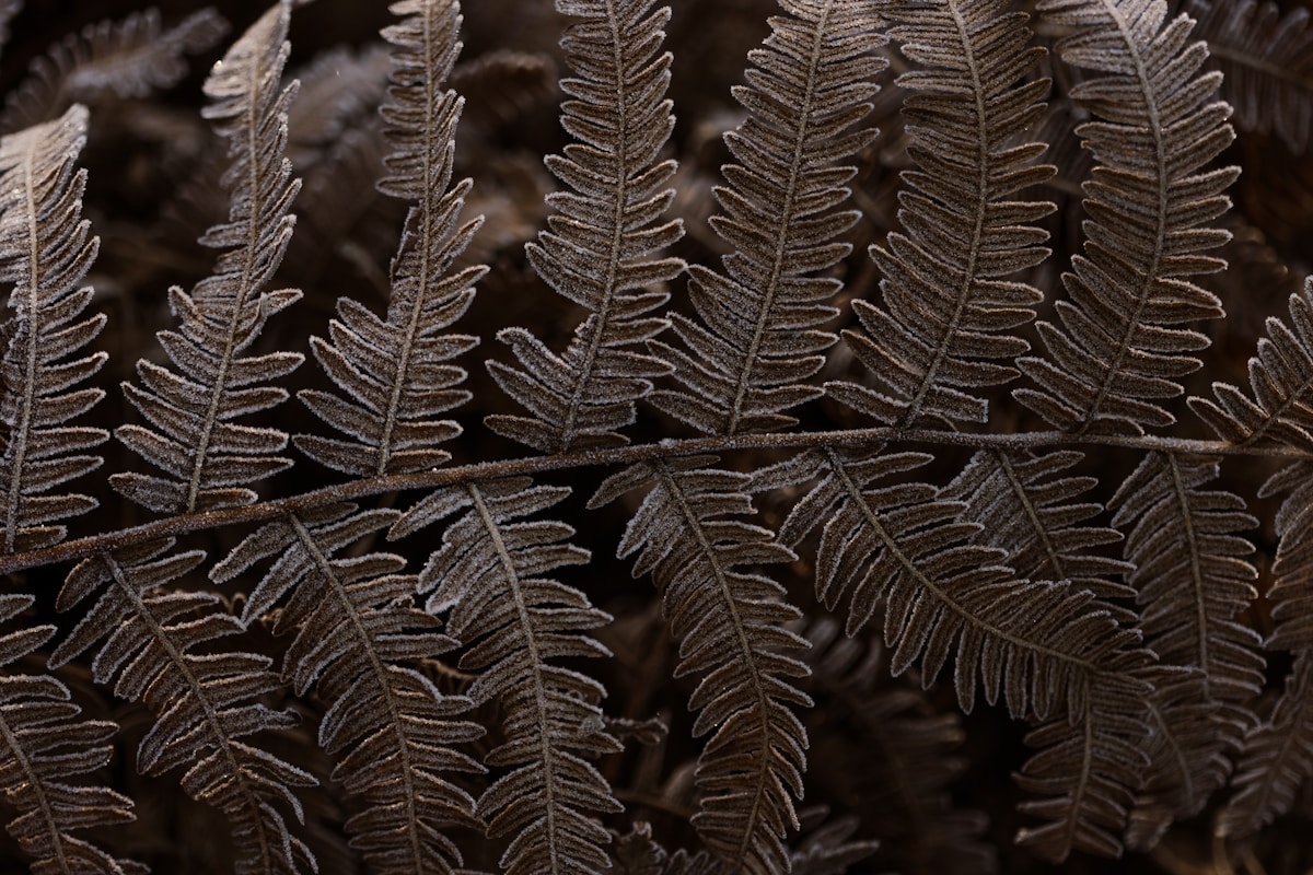 Ancient Super-Ferns Sparked Giant Wildfires Millions of Years Ago!