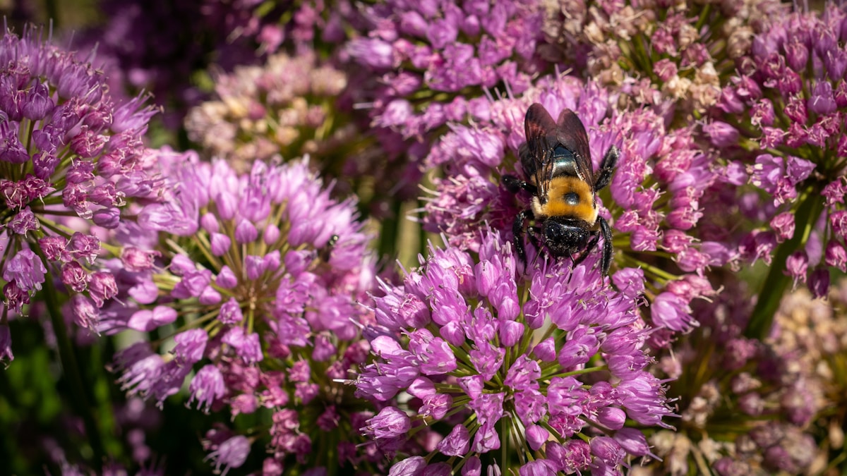Help Our Fuzzy Bumblebee Friends Beat the Heat!