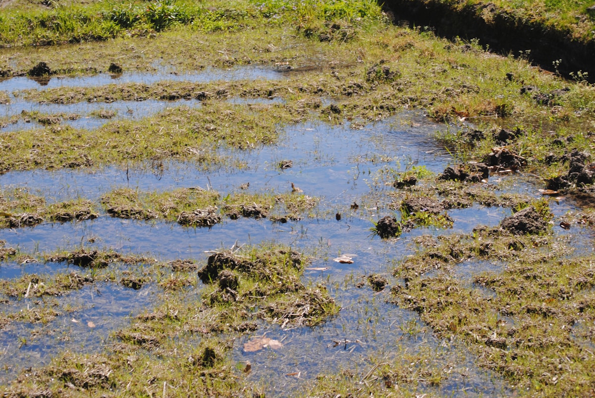 Three Snuffling Pigs Are Saving a British Nature Reserve!