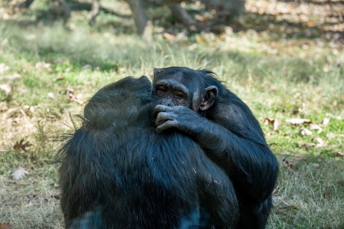Great Apes Use Hugs and Kisses to Make Their Friends Feel Better!