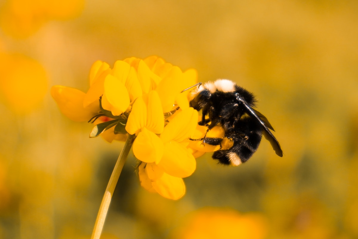 Inside the Brain Switch That Gives Honeybees Their Daily Jobs!