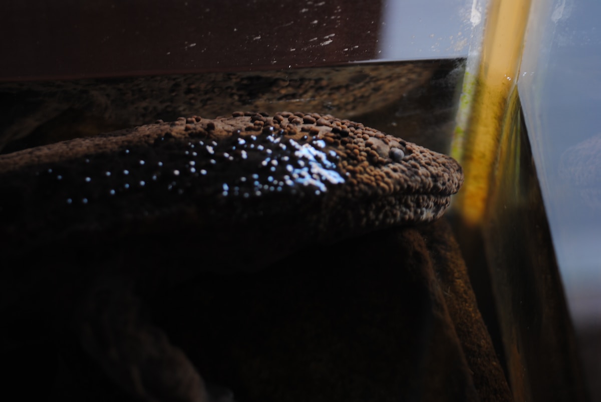 A Giant Monster Salamander From 3.5 Million Years Ago Just Crawled Into the Hist
