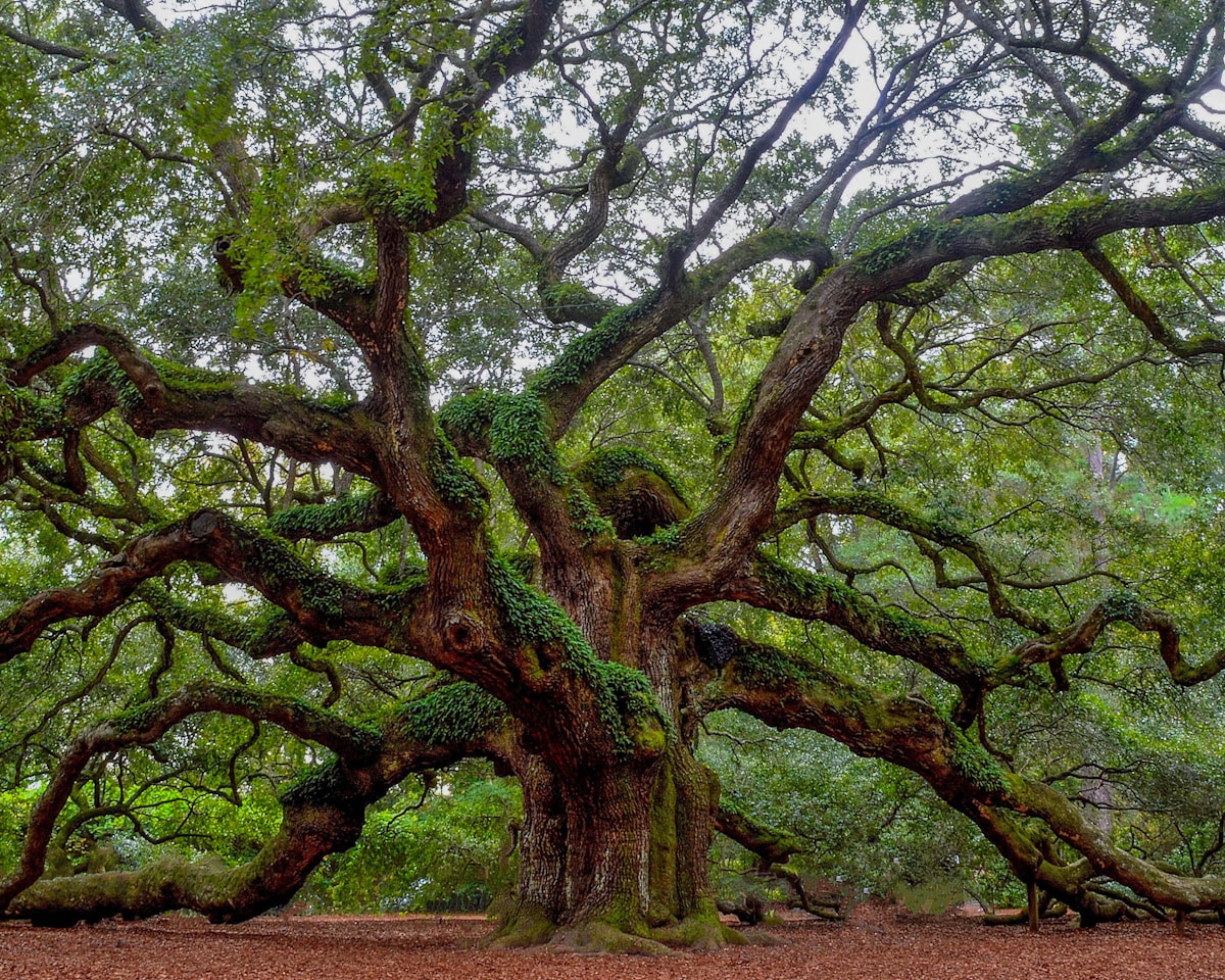 Meet the Magnificent Mega-Trees Fighting to Be Crowned Britain's Champion!
