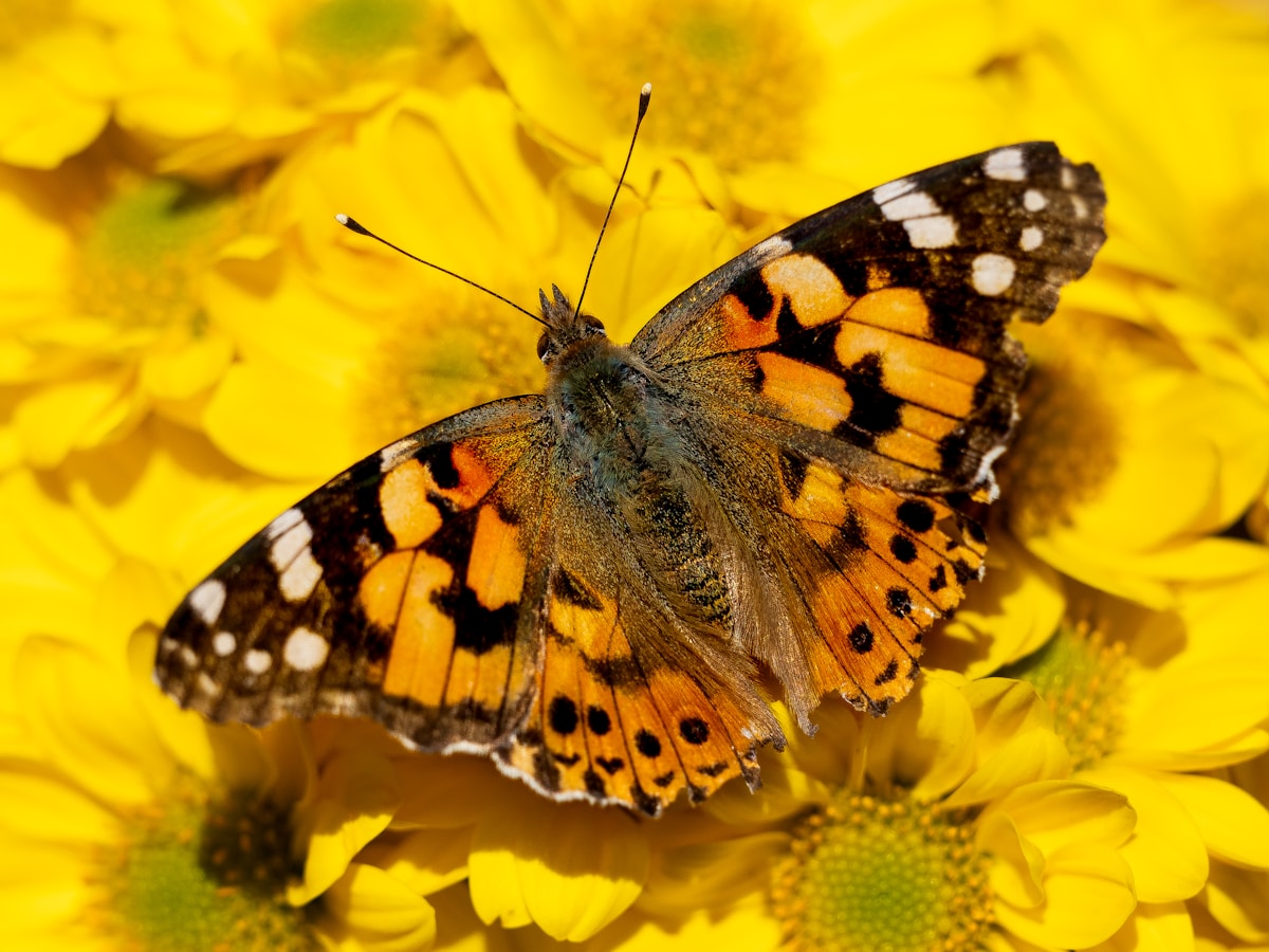 Join the Great Summer Butterfly Search and Count These Beautiful Visitors!