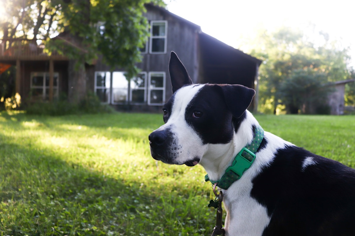 Super Cute Pets Just Graduated From University!
