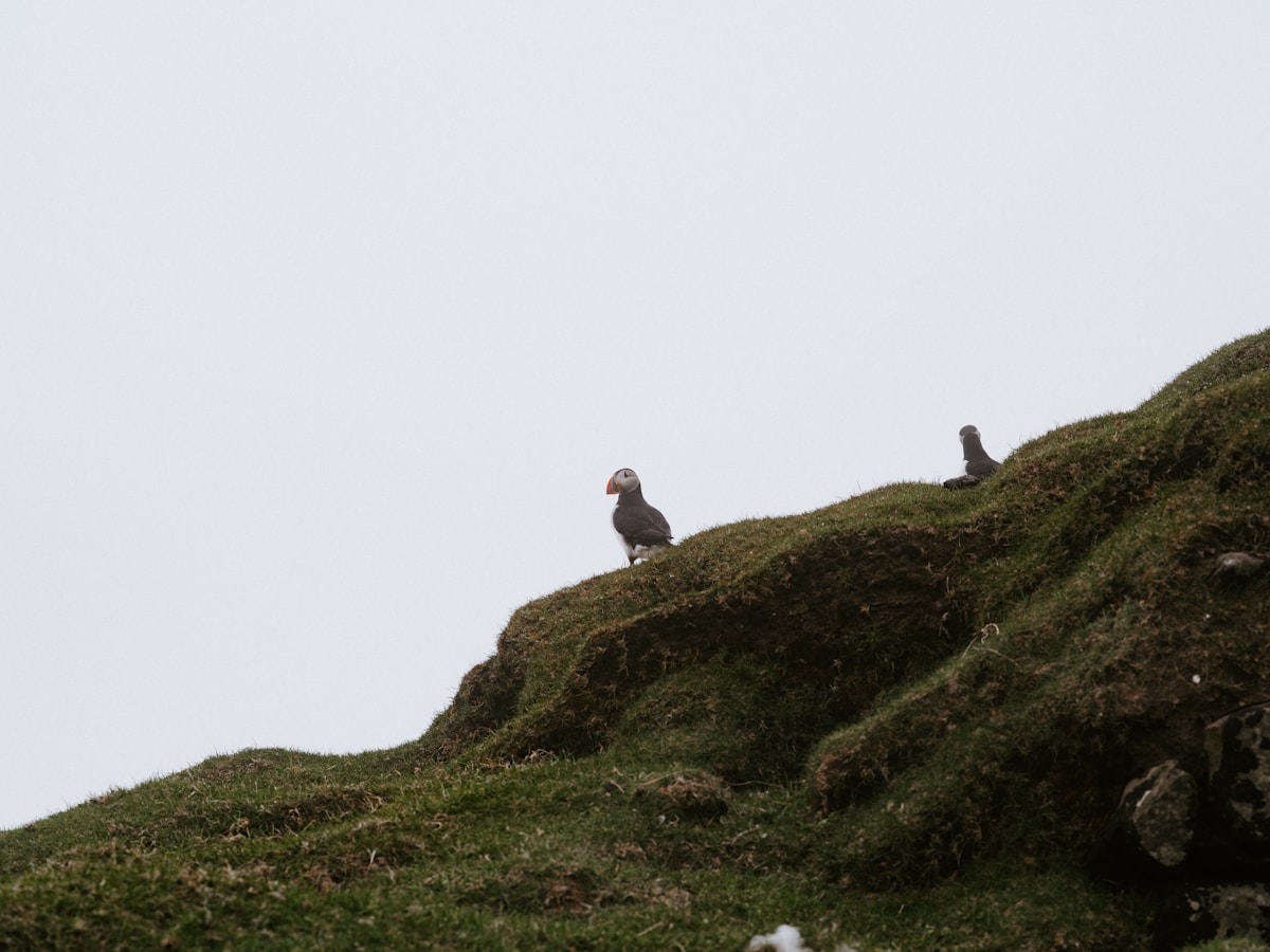 A Cute Baby Puffin Pops Up on the Dorset Coast After 30 Years!