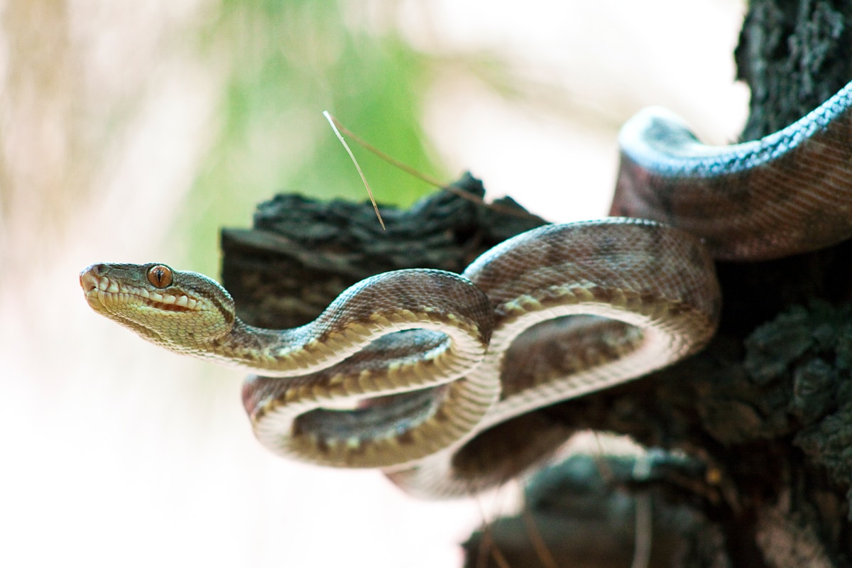 Super-Snakes Conquered a Whole Island Using Secret Genetic Superpowers!