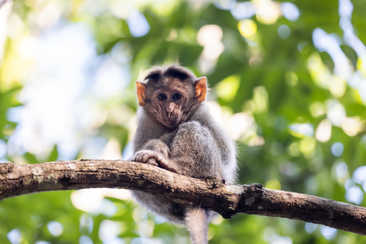 A Tiny Monkey Was Just Rescued After Riding on a London Bus!