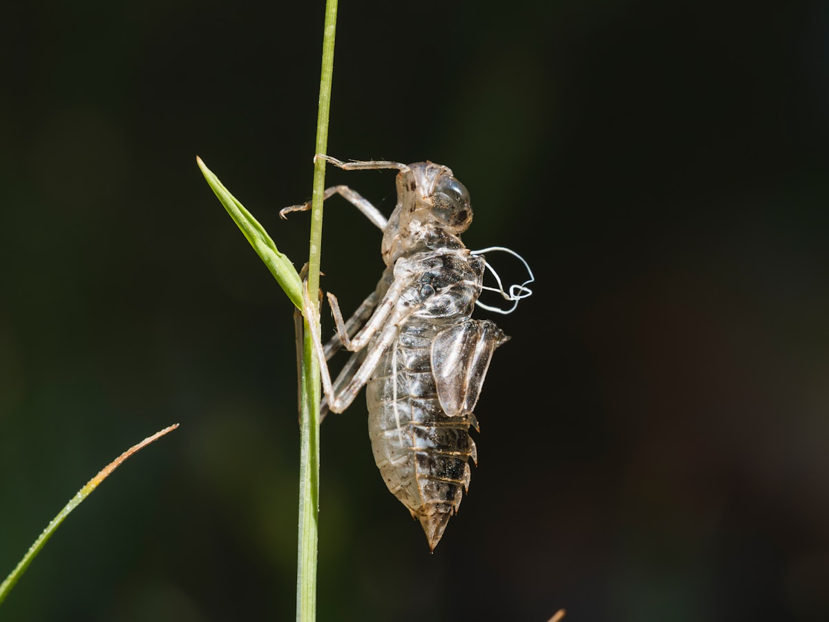 Meet the Tiny Submarine Bugs Diving Deep Into the Dark Water!
