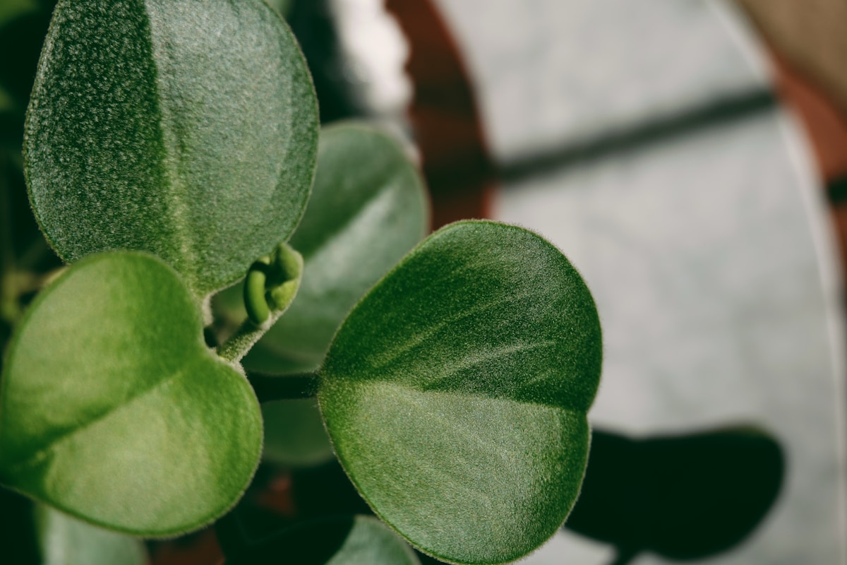 Secrets Hidden in Your Houseplant! The Magic Math on a Money Plant Leaf