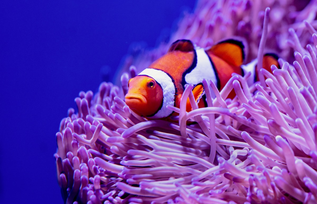 Under the Waves, Fish Are Chatting, Grunting, and Even Farting!