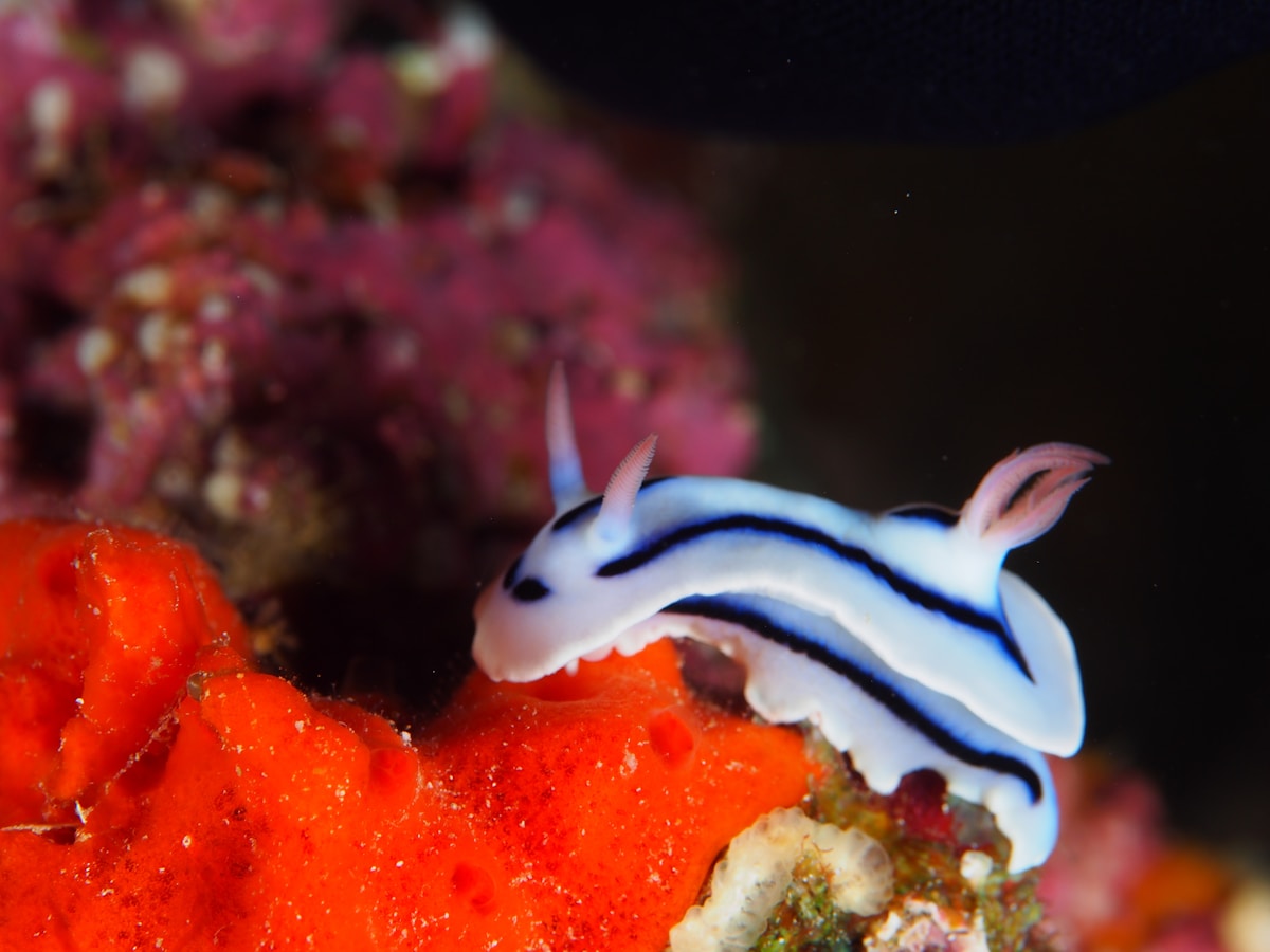 Meet the Magical Sea Slugs That Use Tiny Crystals to Glow with Rainbow Colors!