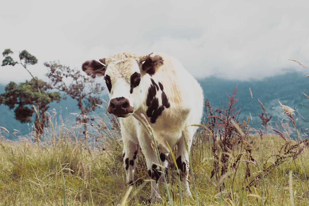 Meet the Inspiring 13-Year-Old Running His Very Own One-Cow Dairy Farm!