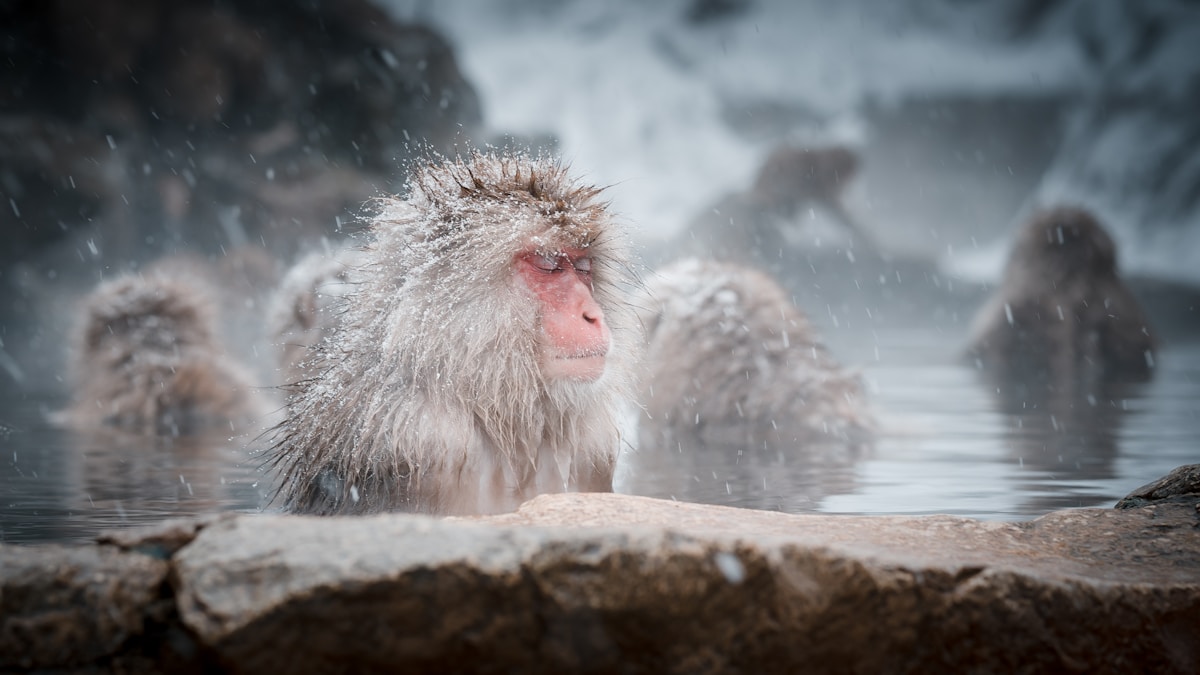Thousands of Birthday Cards Flood in for an Adorable Abandoned Monkey!