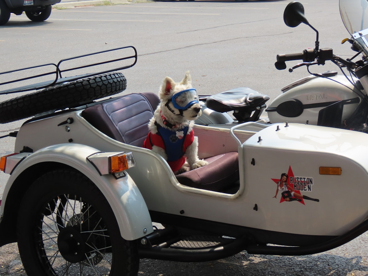 Meet the Real-Life Wallace and Gromit Travelling the World Together!