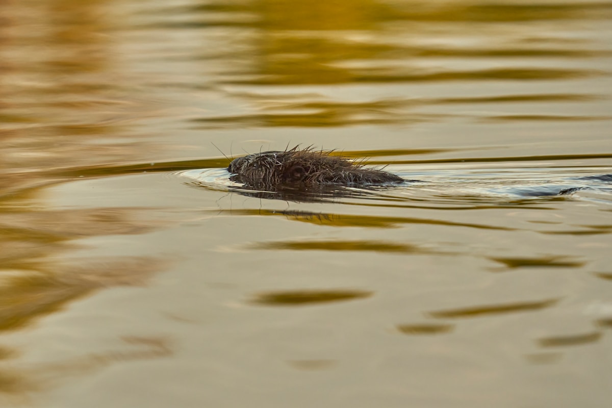 Baby Beavers Born in the Scottish Highlands for the First Time in 400 Years!