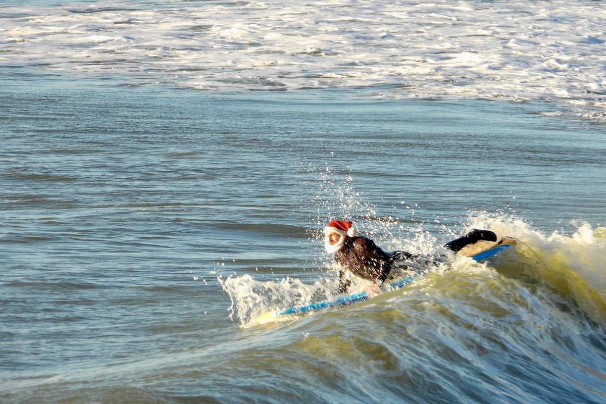Super Surfing Dogs Just Caught Some Massive Waves in California!