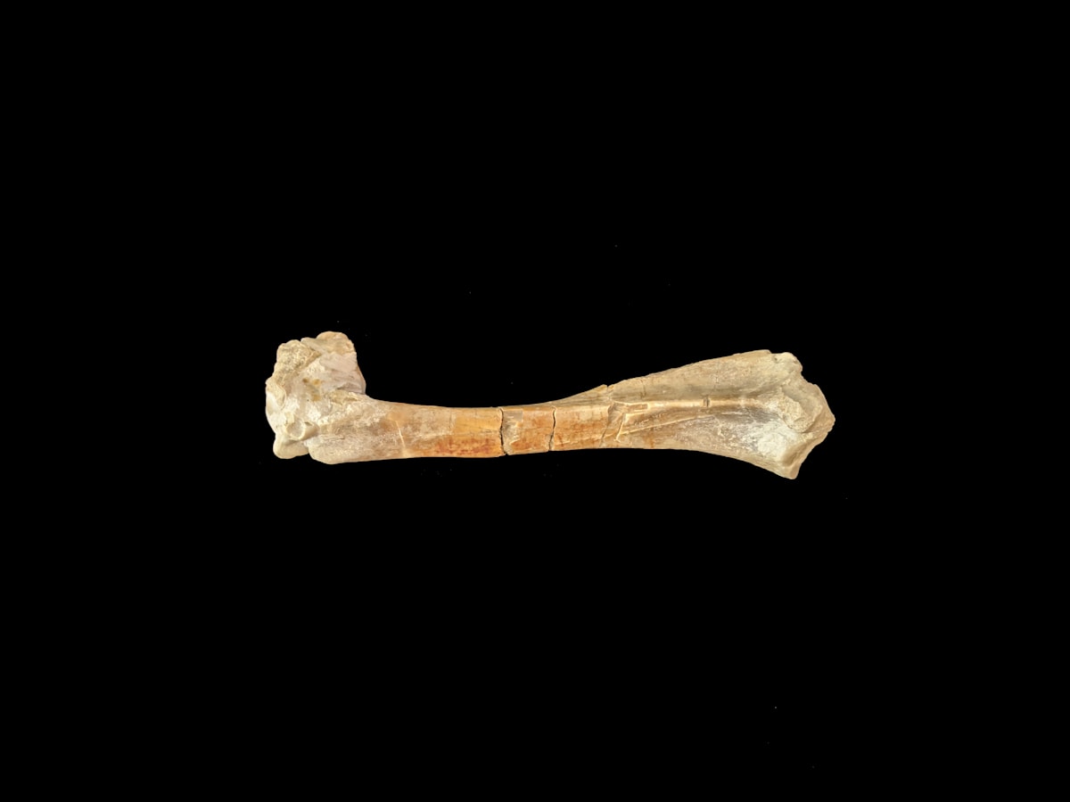 A Ancient Fossil Dog From 30 Million Years Ago Just Found in America!