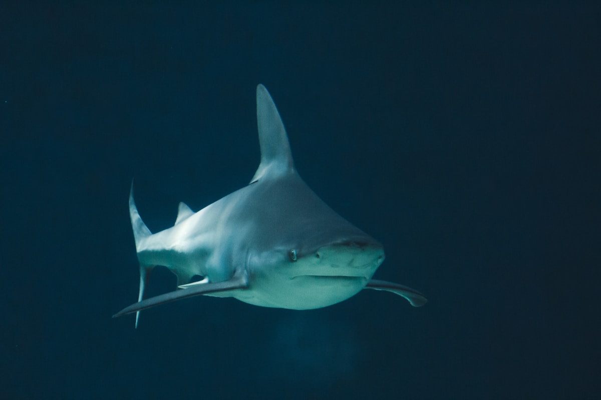 A Super-Rare Shark Appears in the Galapagos for the First Time in 20 Years!