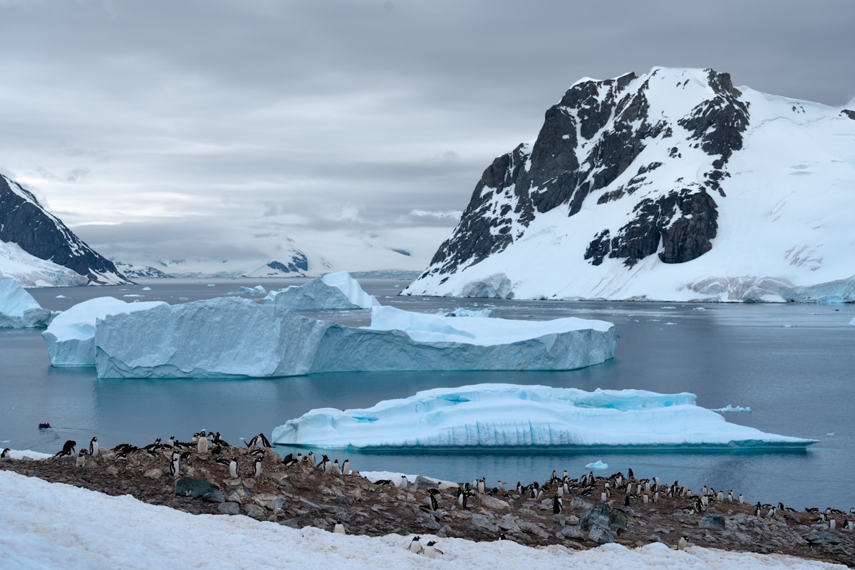 Space Satellites Are Tracking Penguin Poo From Orbit!