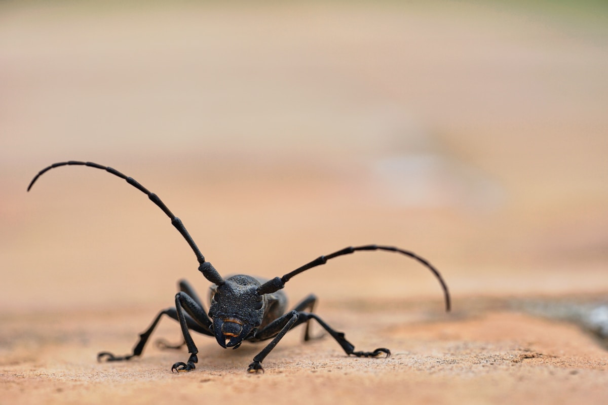 A Brand-New Beetle Is Named After the Stretchy Anime Hero Luffy!