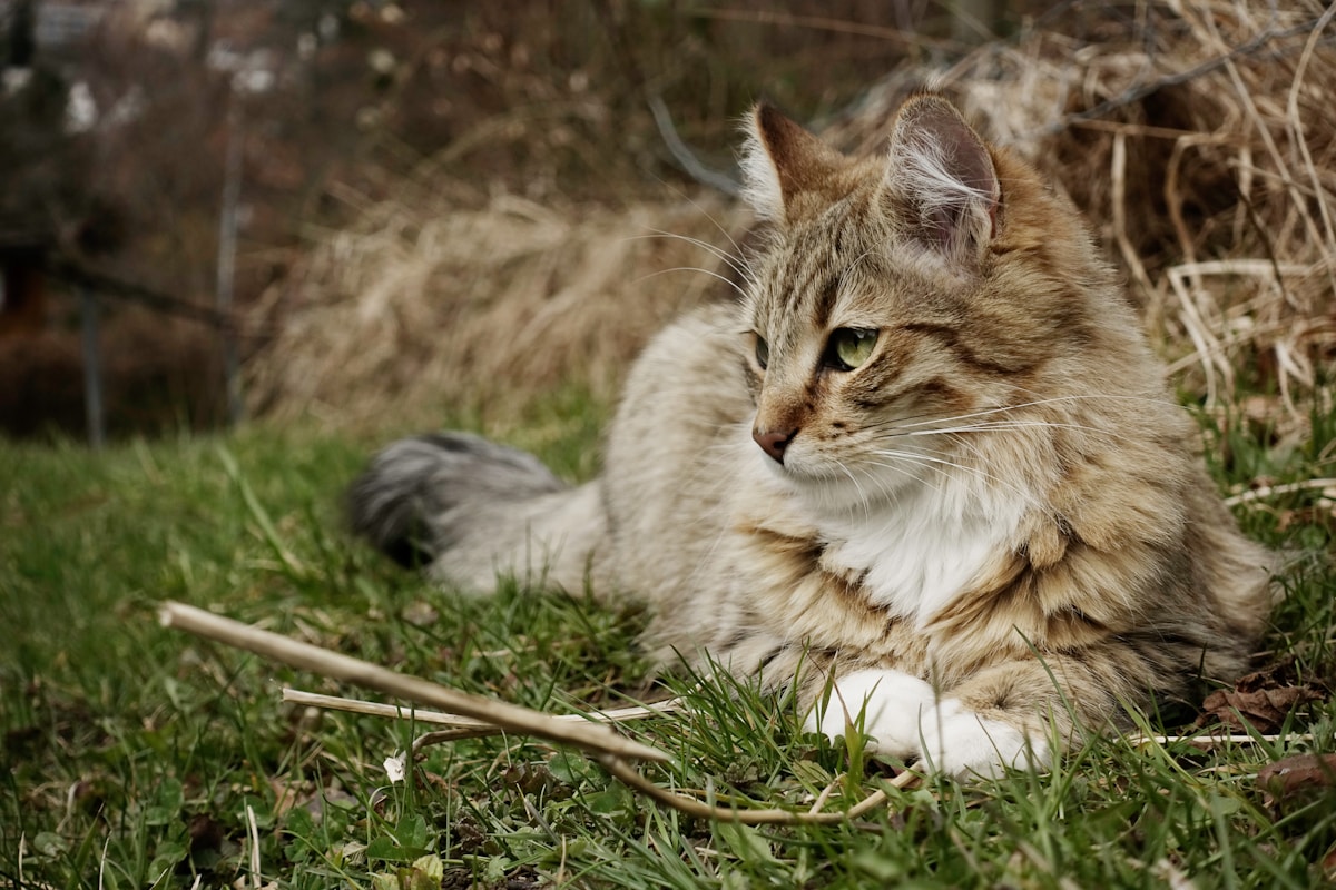 Discover Which Purr-fect Feline Matches Your Personality Today!
