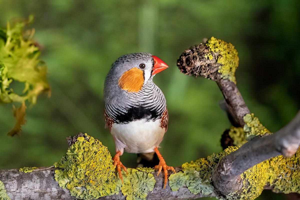 Unhatched Baby Birds Hear Their Parents' Songs and Prep for Hot Weather!
