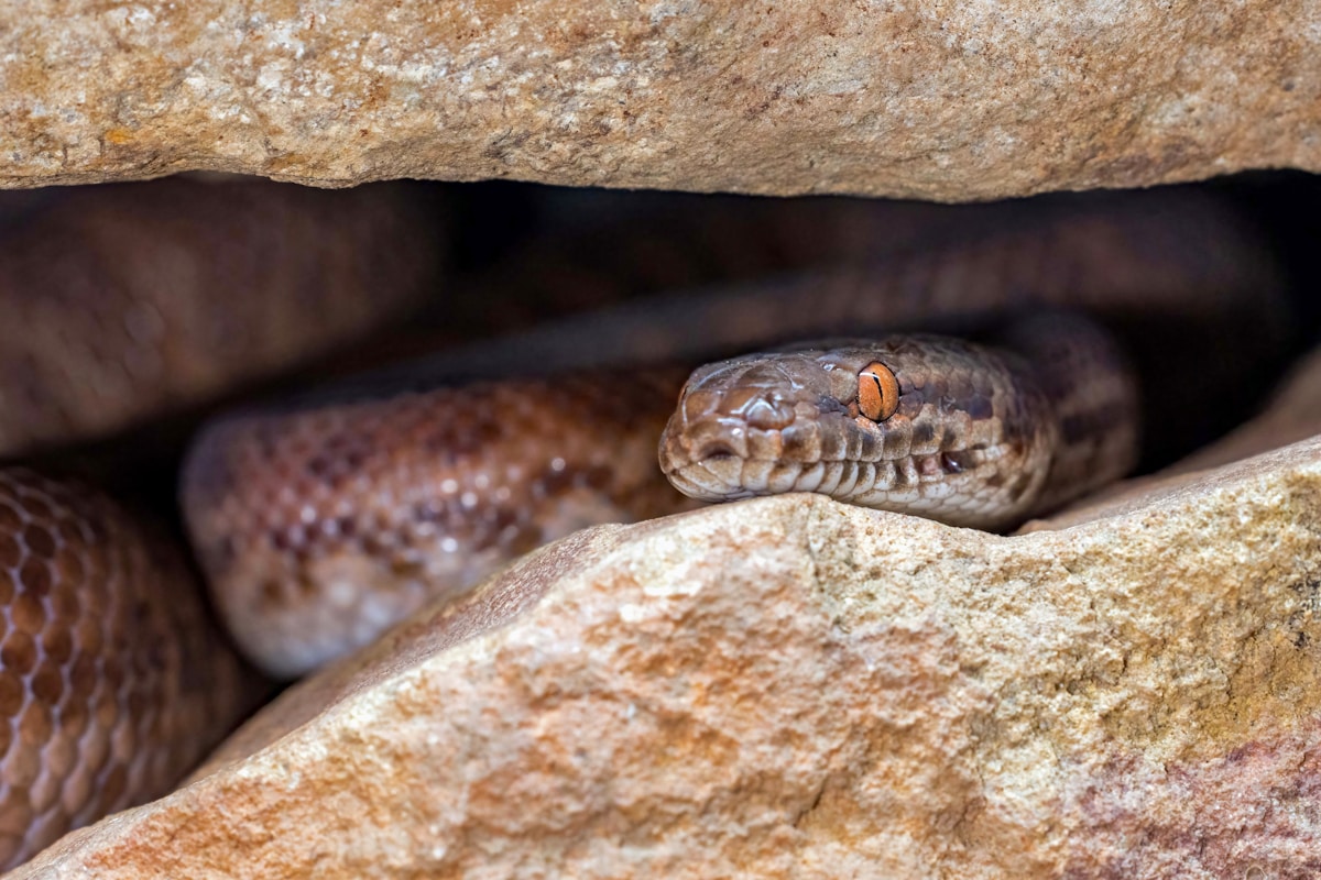 This 80-Million-Year-Old Snake Fossil Just Revealed a Mind-Blowing Secret!