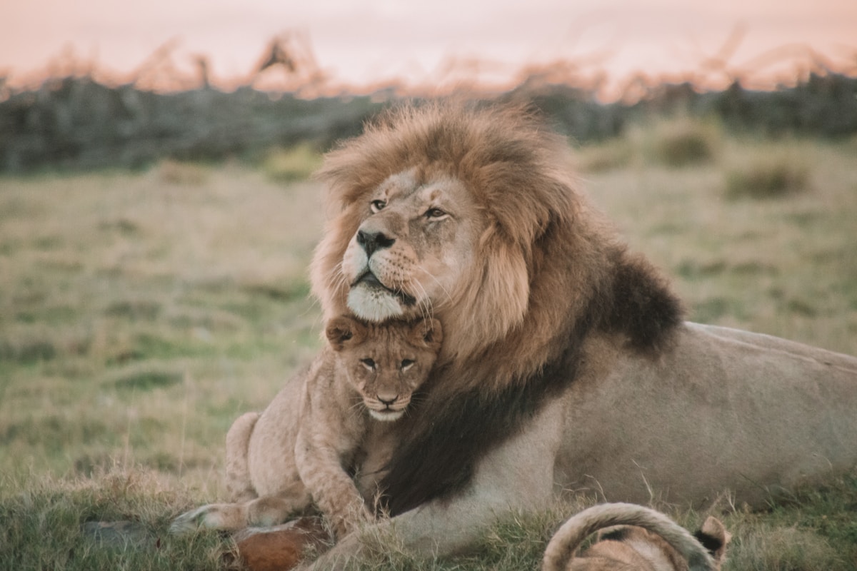 Three Adorable Lion Cubs Just Made History at Blackpool Zoo!