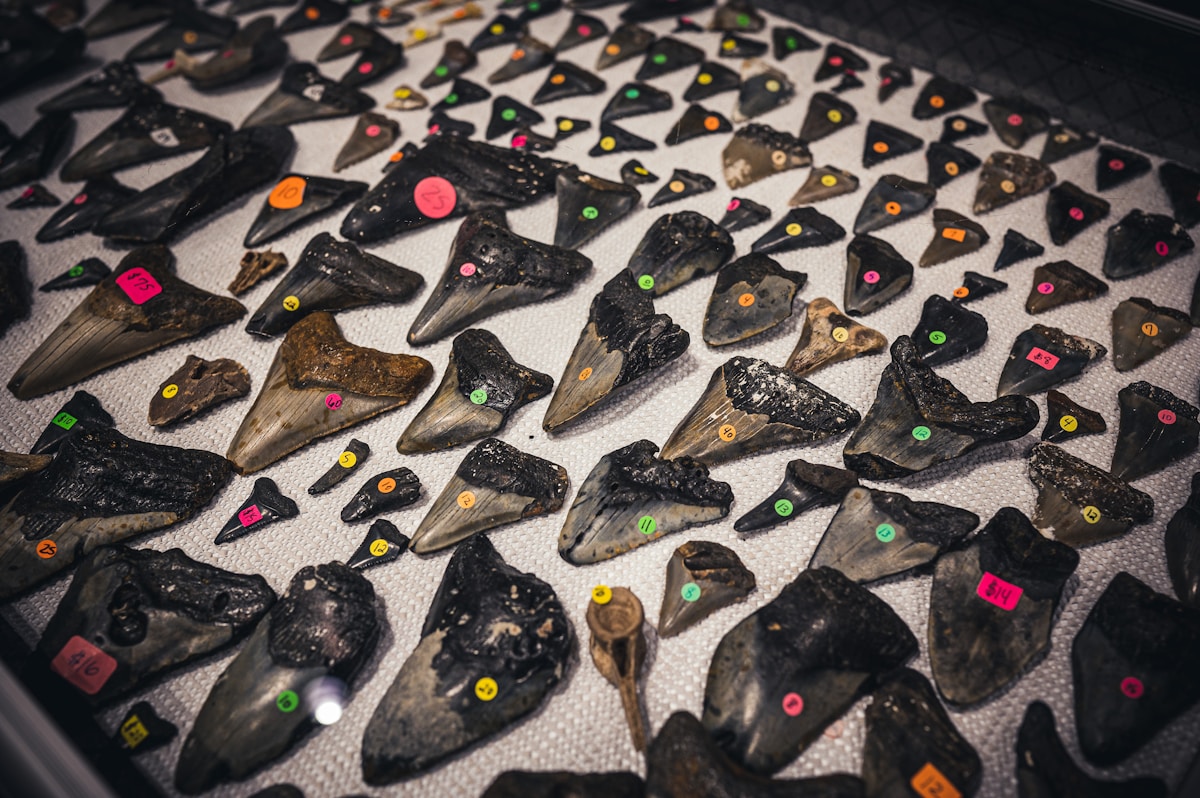 Lost Megalodon Bones Found on a Museum Shelf Reveal a 79-Foot Super-Giant!