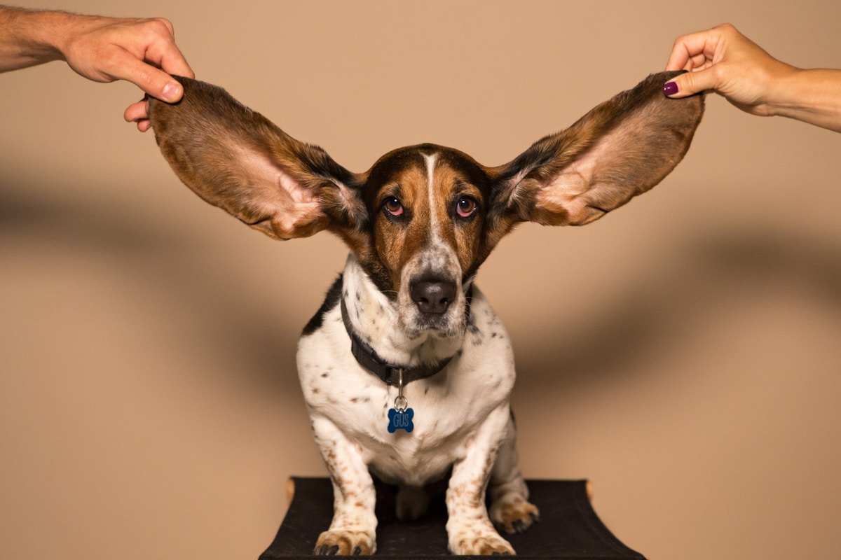 Meet the Animal Kingdom’s Most Incredible Ears!
