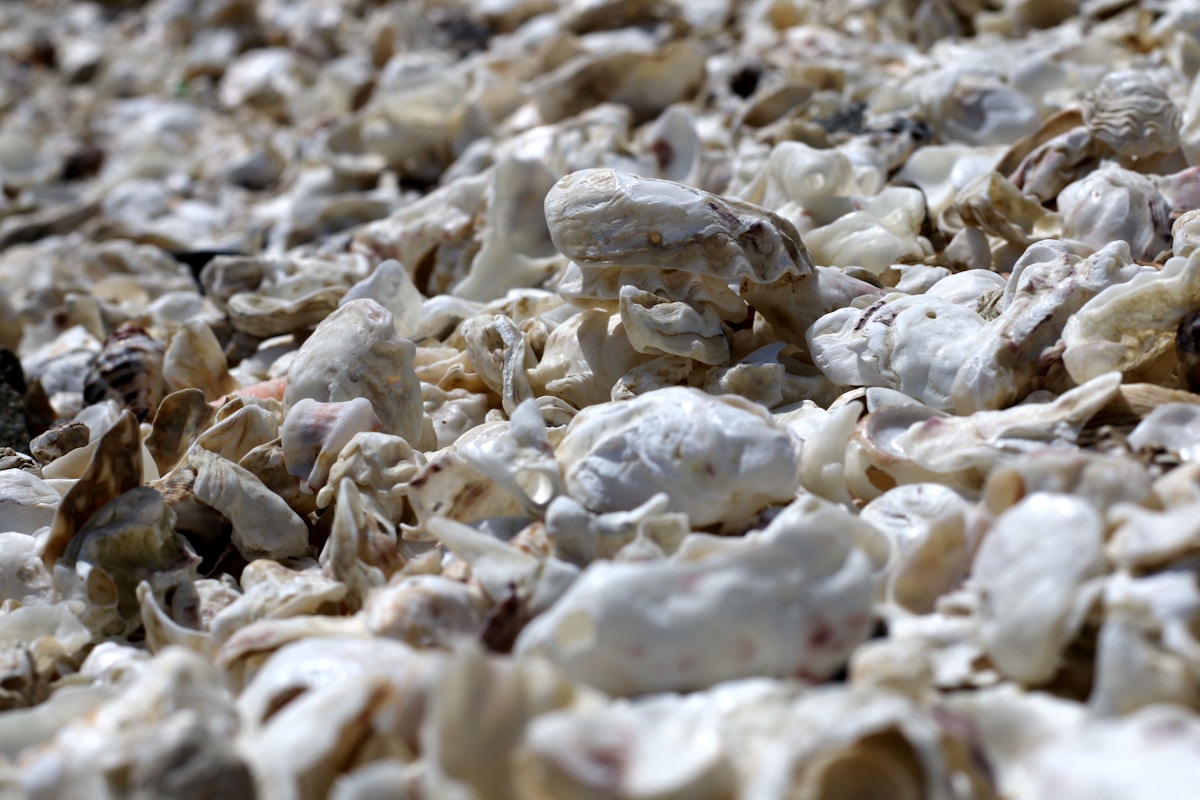 A Magical Underwater Forest of Oysters Is Growing in Northern Ireland!