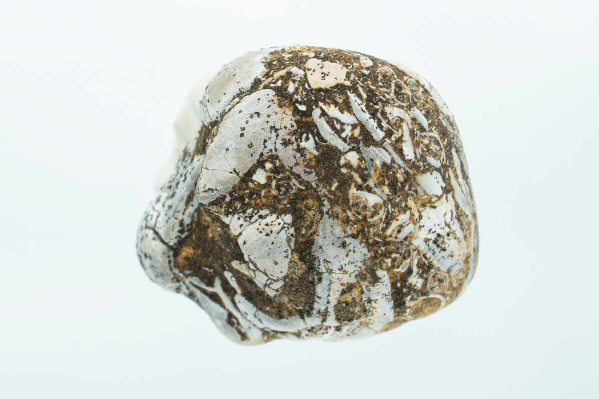 A Space Rock Smashed Through a House Roof and It Holds Secrets to Life!