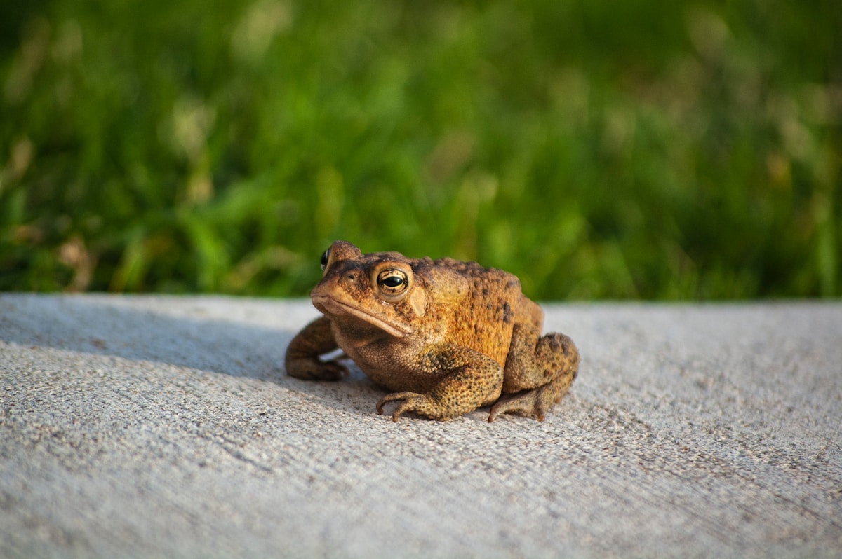 An Ice Age Toad Has Just Been Discovered in Los Angeles!