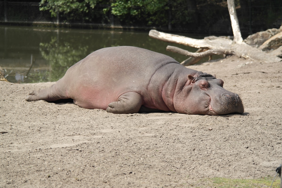 A Tiny Pygmy Hippo Baby Just Made a Surprise Entrance at Edinburgh Zoo!