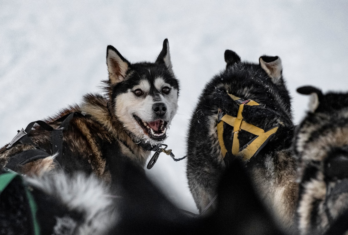 How Dogs and Humans Changed the World Together for 15,000 Years!