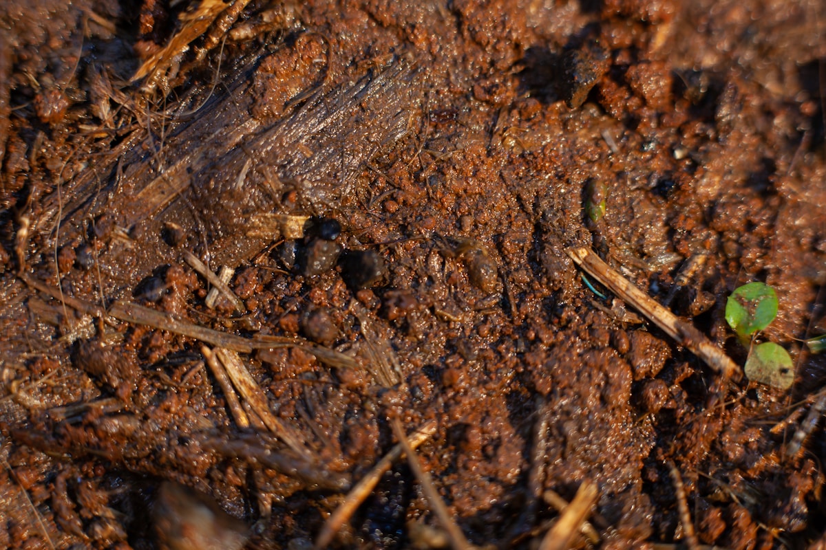 Meet the Bizarre 'Worm Lizard' That Lives Underground!